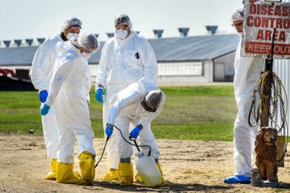 Colorado declares disaster emergency as presumptive bird flu outbreak hits facility with 1.3M chickens