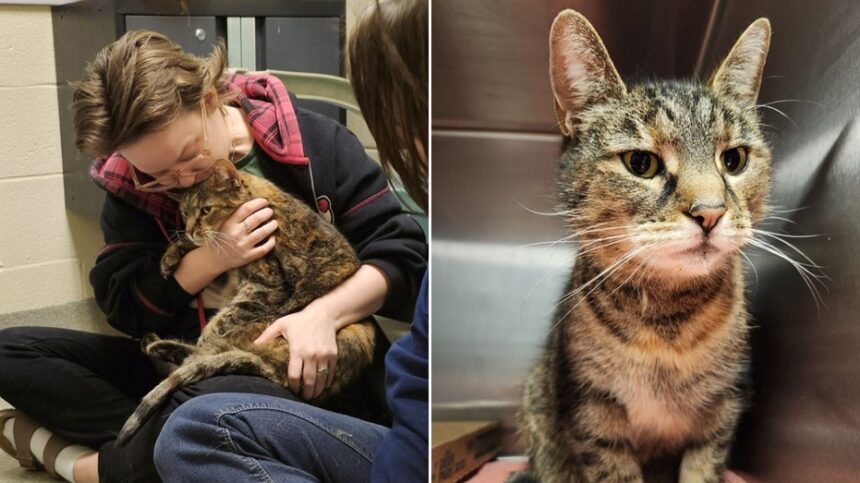 Family reunited with their lost cat 5 years later when she was found in stranger's basement
