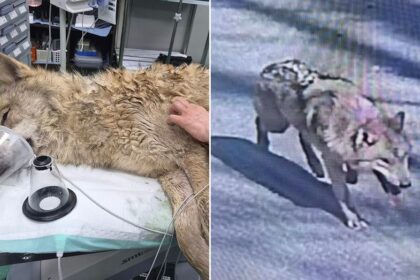 Escaped wolf Neukgu returned to South Korean zoo after nine-day search involving thermal imaging drones
