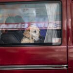 Dog accidentally fires shotgun, striking woman yards away during chaotic gas station stop