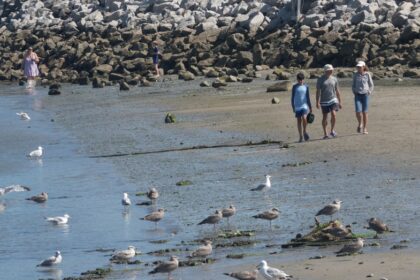 Shark sightings surge along southern Maine coast as experts explain what's driving the spike