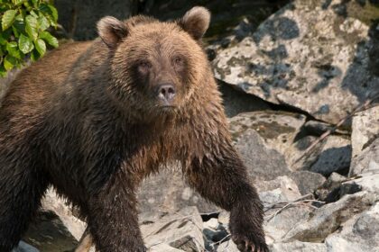 Alaska moose hunter miraculously survives ambush brown bear attack, says he 'blacked out'
