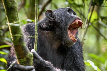 MMA fighter confidently believes he can beat a chimpanzee in a fight and claims it will be livestreamed