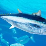 World-record bluefin tuna caught off the coast of San Diego on rod and reel by sport fisherman