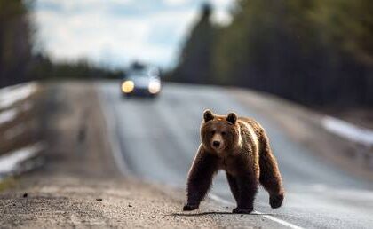 Russia has a bear problem: Here-s what you need to know