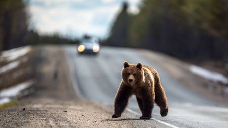 Russia-s growing bear population: What you need to know